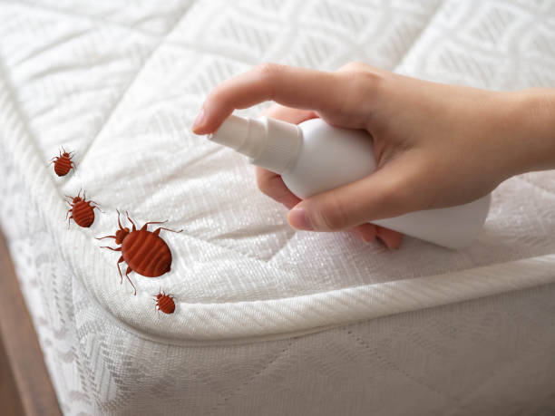Best Bed Bug Extermination  in Brass Castle, NJ