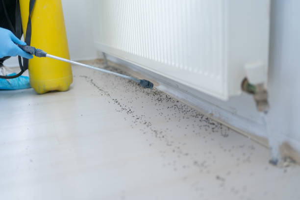 Best Flea Control Services  in Brass Castle, NJ